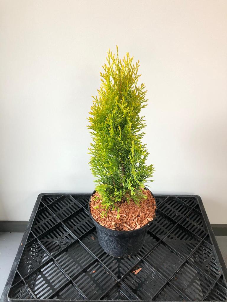 Туя западная Голден Смарагд